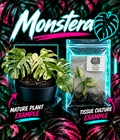 Healthy Monstera Creme Brulee tissue culture from PlantNasty, showcasing lush green leaves and healthy root development.