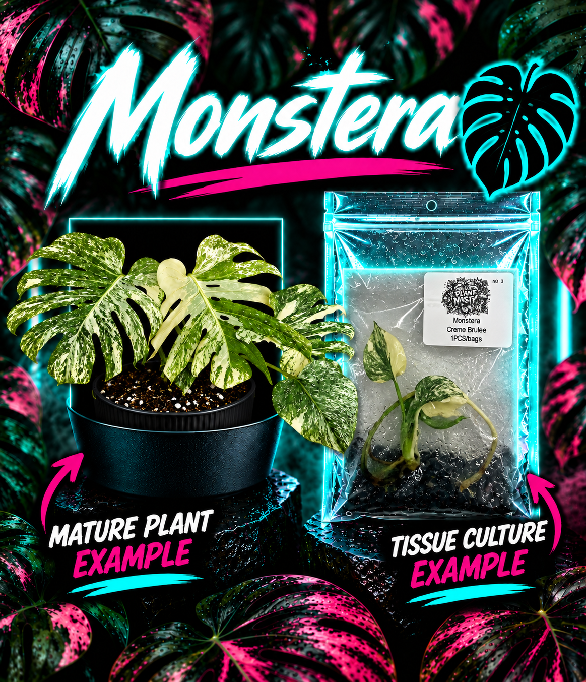 Healthy Monstera Creme Brulee tissue culture from PlantNasty, showcasing lush green leaves and healthy root development.