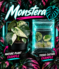 Healthy Monstera Deliciosa Star Shadow Var tissue culture plant from PlantNasty with vibrant green leaves and unique leaf patterns.