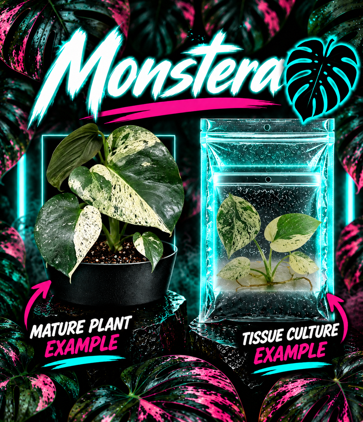 Healthy Monstera Deliciosa Star Shadow Var tissue culture plant from PlantNasty with vibrant green leaves and unique leaf patterns.