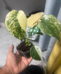 Healthy Monstera Deliciosa Mint tissue culture in a clear container, ready for planting, by PlantNasty.
