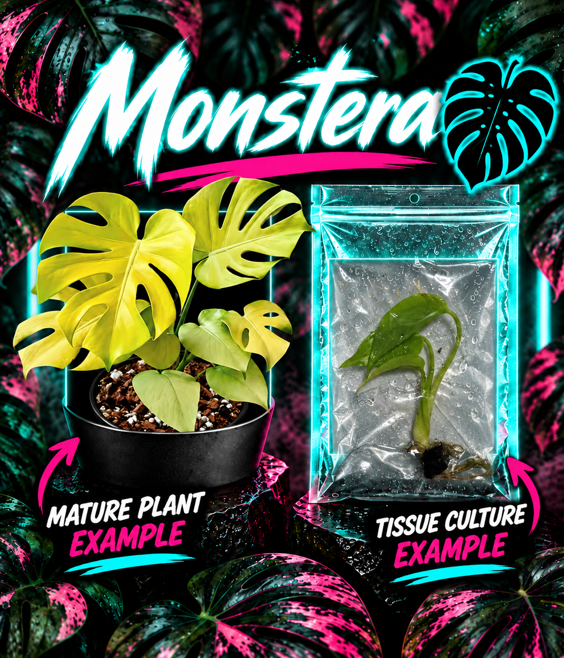 Healthy Monstera Deliciosa Banana tissue culture plant from PlantNasty, showcasing vibrant green leaves in a clear container.