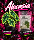 PlantNasty Alocasia Jacklyn PF mutant tissue culture in a clear container, showcasing vibrant green leaves and healthy root development.