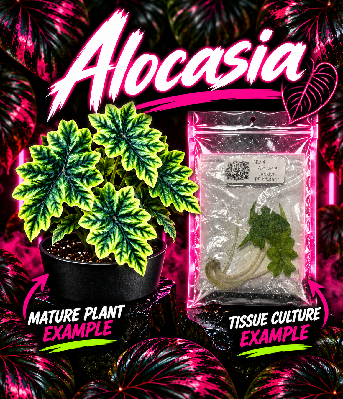 PlantNasty Alocasia Jacklyn PF mutant tissue culture in a clear container, showcasing vibrant green leaves and healthy root development.