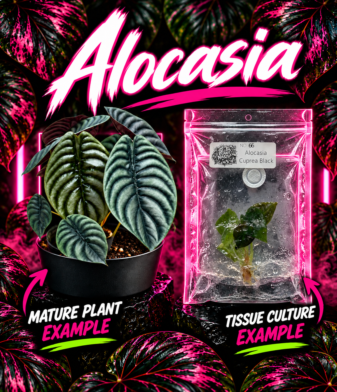 Alocasia Cuprea Black tissue culture plant from PlantNasty, showcasing vibrant dark foliage and healthy root growth.