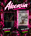 Alocasia Plumbea Flying Squid tissue culture in a clear container, showcasing vibrant green leaves with purple veins, by PlantNasty.
