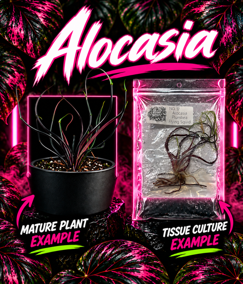 Alocasia Plumbea Flying Squid tissue culture in a clear container, showcasing vibrant green leaves with purple veins, by PlantNasty.