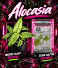 Alocasia Frydek Mint tissue culture by PlantNasty, showing healthy green leaf with distinctive veining on a clear container.