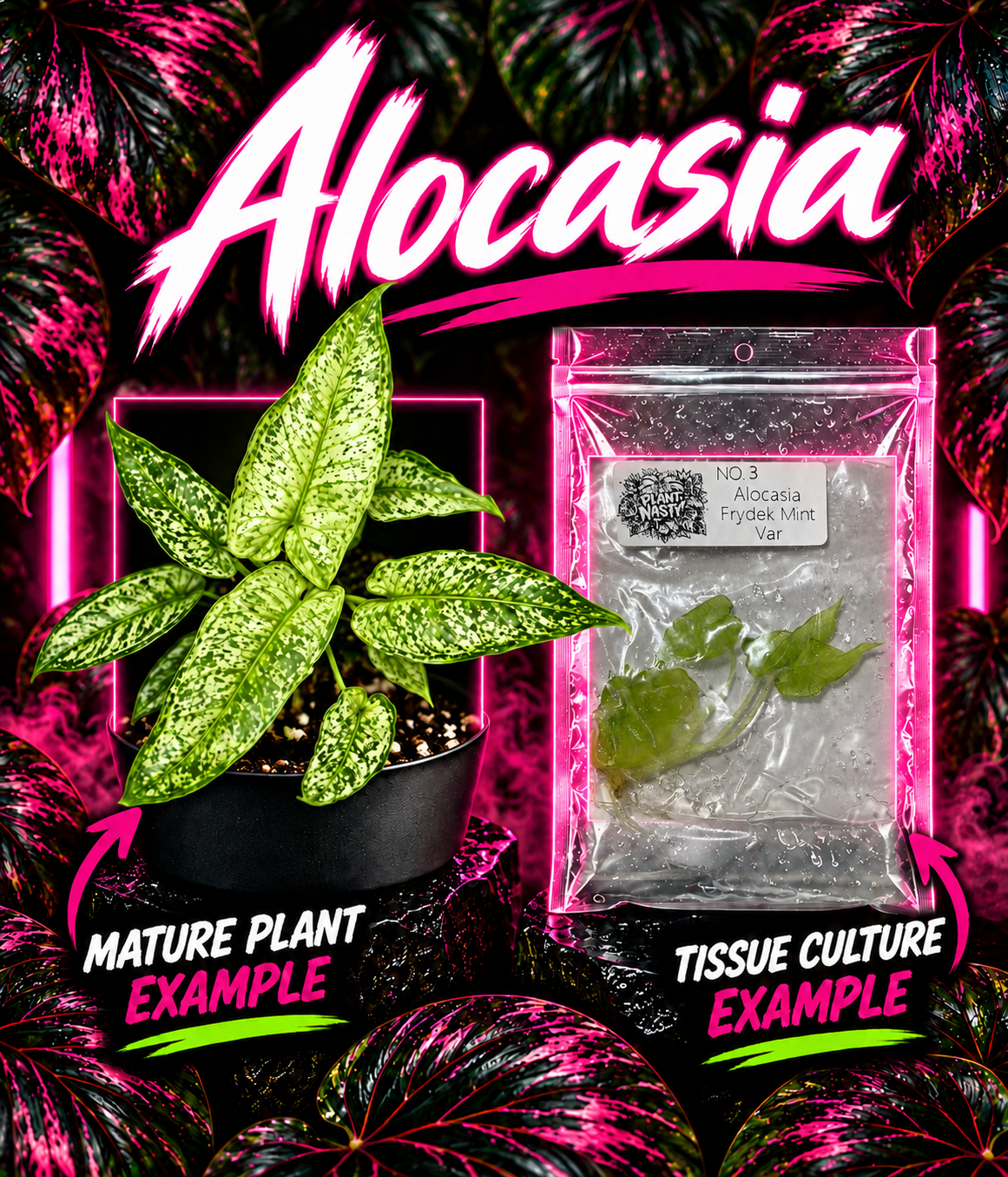 Alocasia Frydek Mint tissue culture by PlantNasty, showing healthy green leaf with distinctive veining on a clear container.