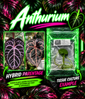 Anthurium DocBlock Red Crystallinum Hybrid and Red Fantasy tissue culture plant in neon-lit display, showing vibrant leaves and plant details.