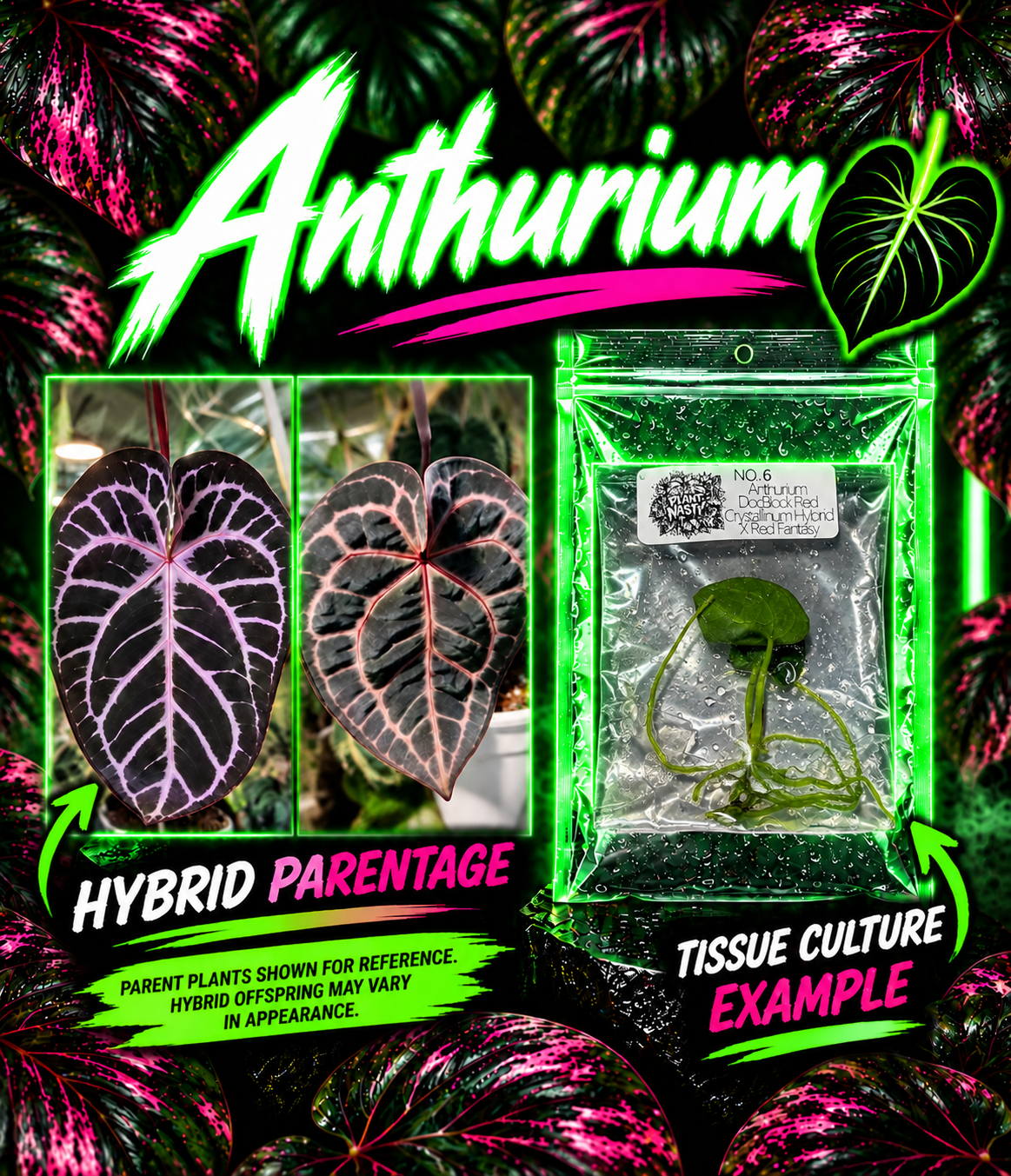 Anthurium DocBlock Red Crystallinum Hybrid and Red Fantasy tissue culture plant in neon-lit display, showing vibrant leaves and plant details.