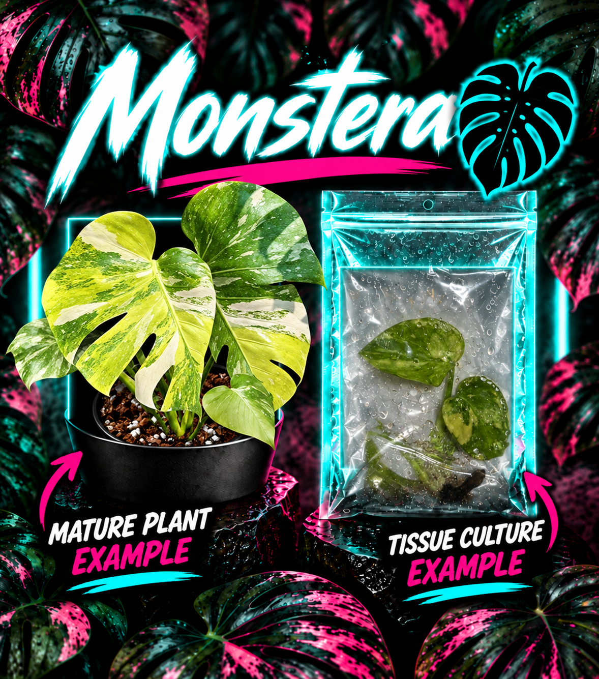 Neon Monstera plant tissue culture poster showcasing Tri-color Monstera Electro Light by PlantNasty with vibrant design elements.