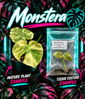 Neon Monstera 'Legacy' tissue culture plant from PlantNasty, showing vibrant green leaves and healthy root development.