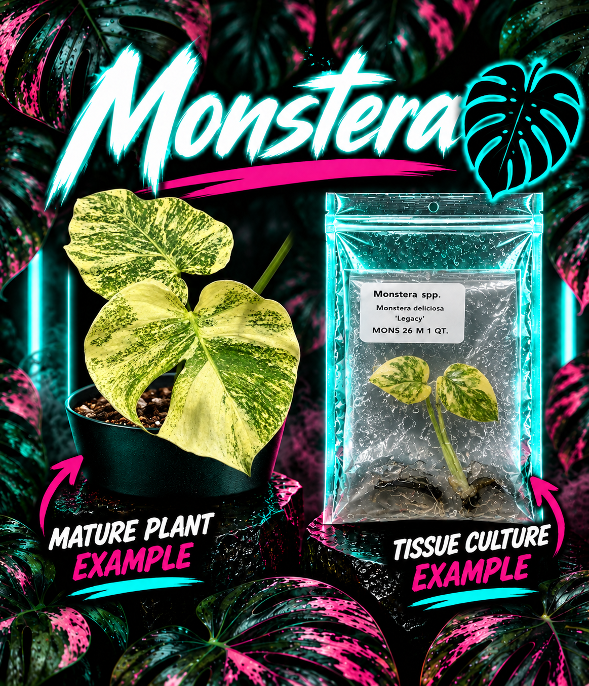 Neon Monstera 'Legacy' tissue culture plant from PlantNasty, showing vibrant green leaves and healthy root development.