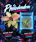 Philodendron Caramel Marble 'Pink' tissue culture plant by PlantNasty, showing healthy pink and green variegated foliage.