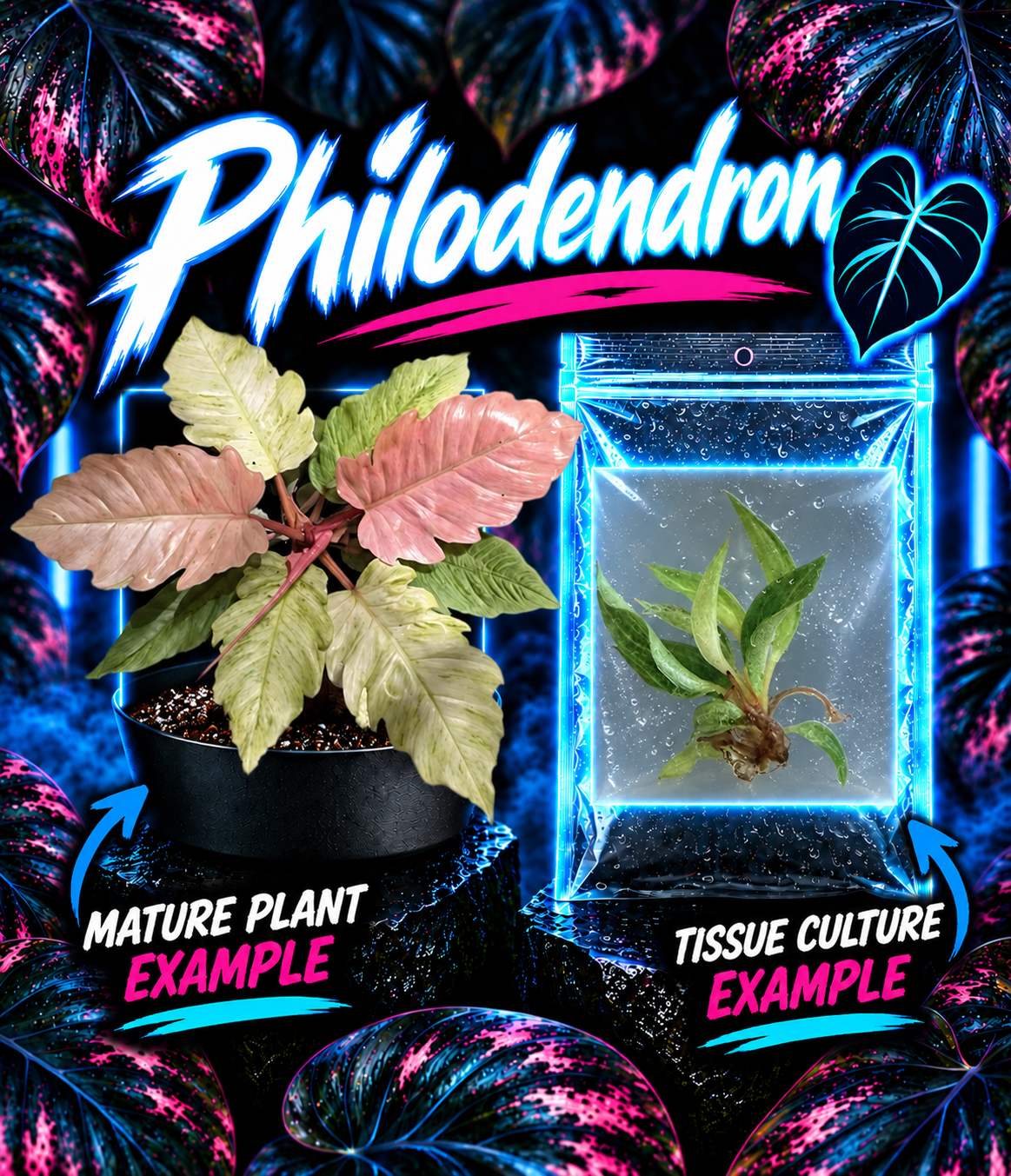 Philodendron Caramel Marble 'Pink' tissue culture plant by PlantNasty, showing healthy pink and green variegated foliage.