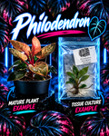 Philodendron Pink Birkin tissue culture plant from PlantNasty, showing vibrant pink and green foliage in a healthy, young plant.