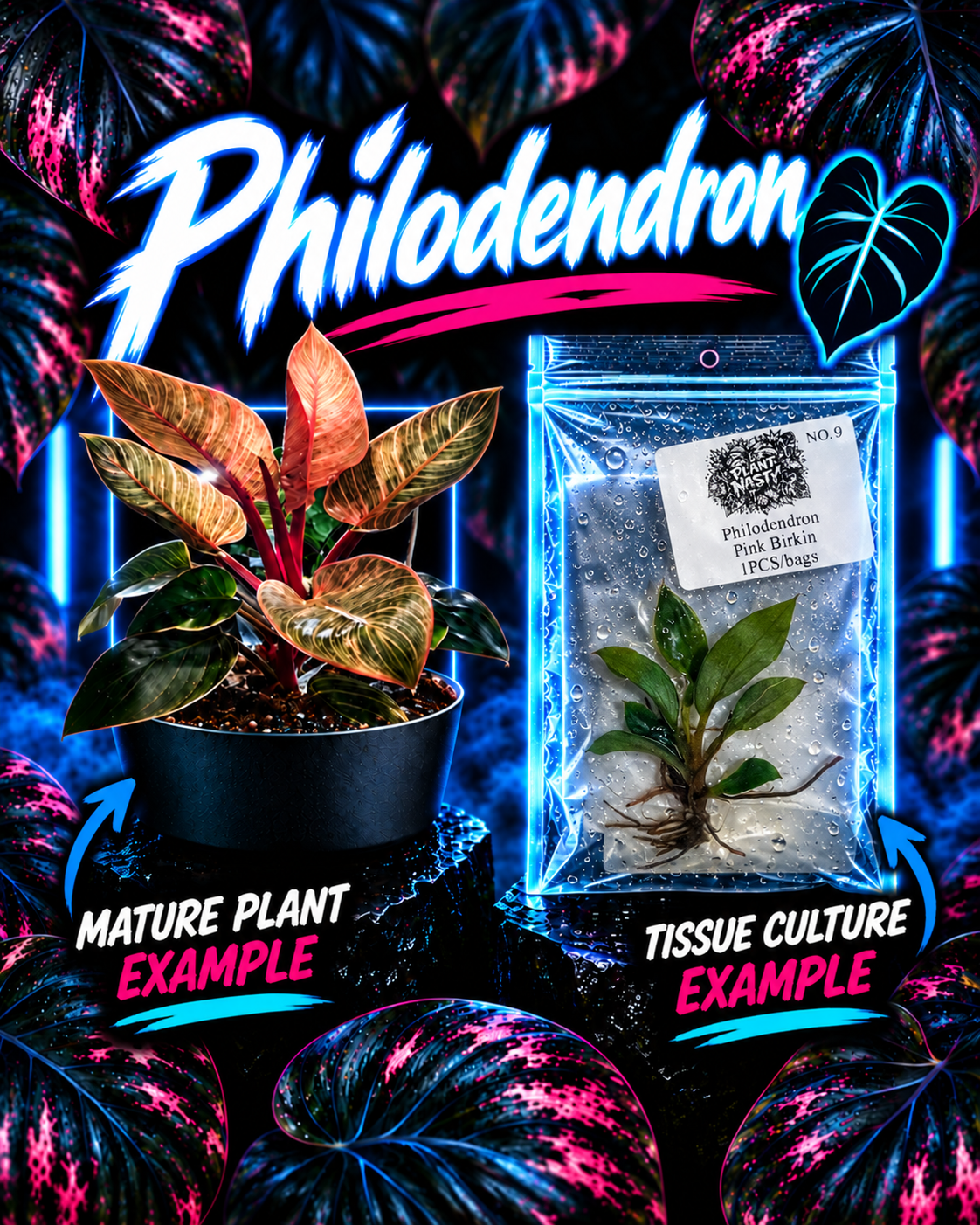 Philodendron Pink Birkin tissue culture plant from PlantNasty, showing vibrant pink and green foliage in a healthy, young plant.