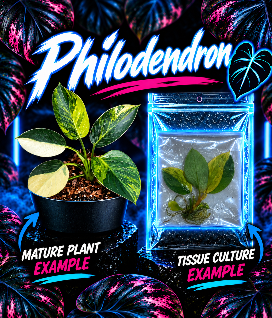 Variegated Philodendron Birkin Aurea tissue culture plant from PlantNasty with green and yellow striped leaves.