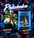Philodendron White Princess tissue culture by PlantNasty showing young plant with white variegated leaves and green stems.