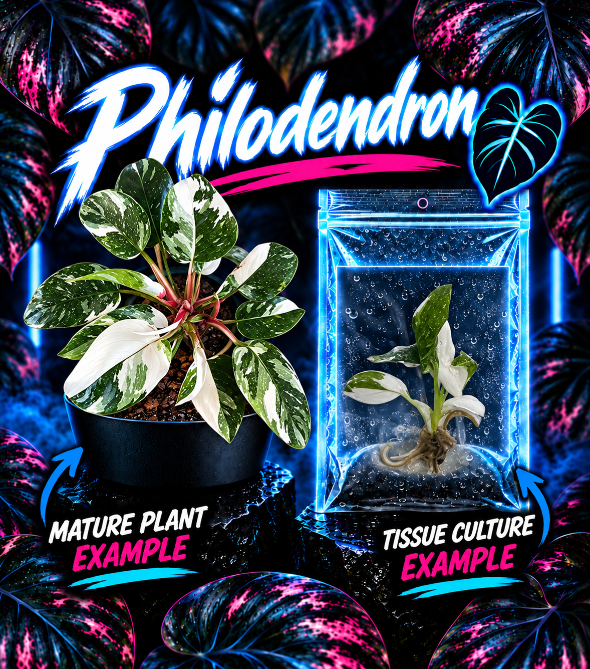 Philodendron White Princess tissue culture by PlantNasty showing young plant with white variegated leaves and green stems.