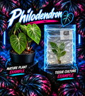 Tissue culture Philodendron McDowell plant by PlantNasty, showing healthy green leaves and root development in a clean container.
