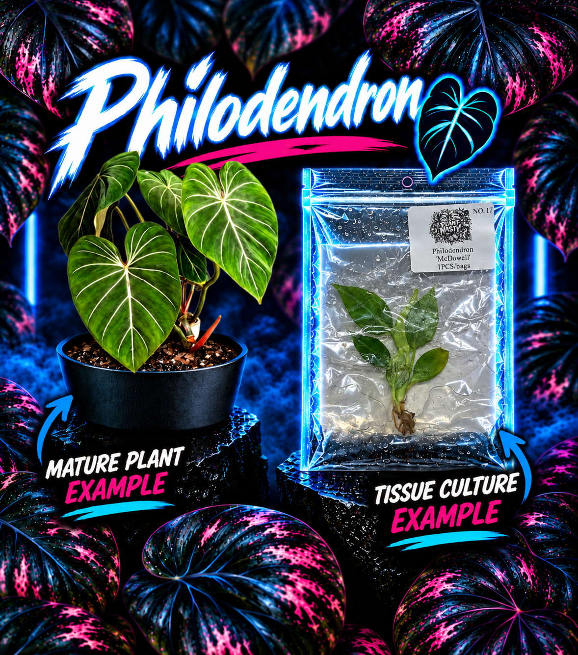 Tissue culture Philodendron McDowell plant by PlantNasty, showing healthy green leaves and root development in a clean container.
