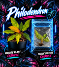 Healthy Philodendron 'Orange Marmalade' tissue culture plant from PlantNasty, showcasing vibrant orange-green leaves in a clear container.
