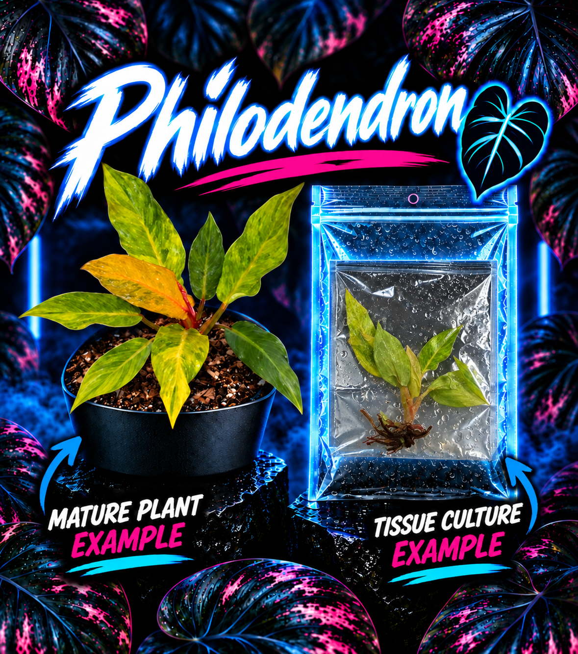 Healthy Philodendron 'Orange Marmalade' tissue culture plant from PlantNasty, showcasing vibrant orange-green leaves in a clear container.