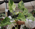 Tissue culture Philodendron Giganteum 'Blizzard' plant from PlantNasty, showing white variegated leaves and healthy growth.