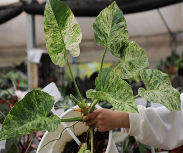 Tissue culture Philodendron Giganteum 'Blizzard' plant from PlantNasty, showing white variegated leaves and healthy growth.