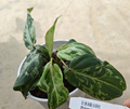 Tissue culture of Philodendron Gloriosum var mutation by PlantNasty, showing healthy green leaves with pinkish veins.