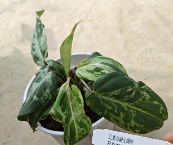 Tissue culture of Philodendron Gloriosum var mutation by PlantNasty, showing healthy green leaves with pinkish veins.