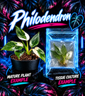 Healthy Philodendron White Wizard tissue culture plant by PlantNasty, showing lush green leaves with white variegation in a clear container.