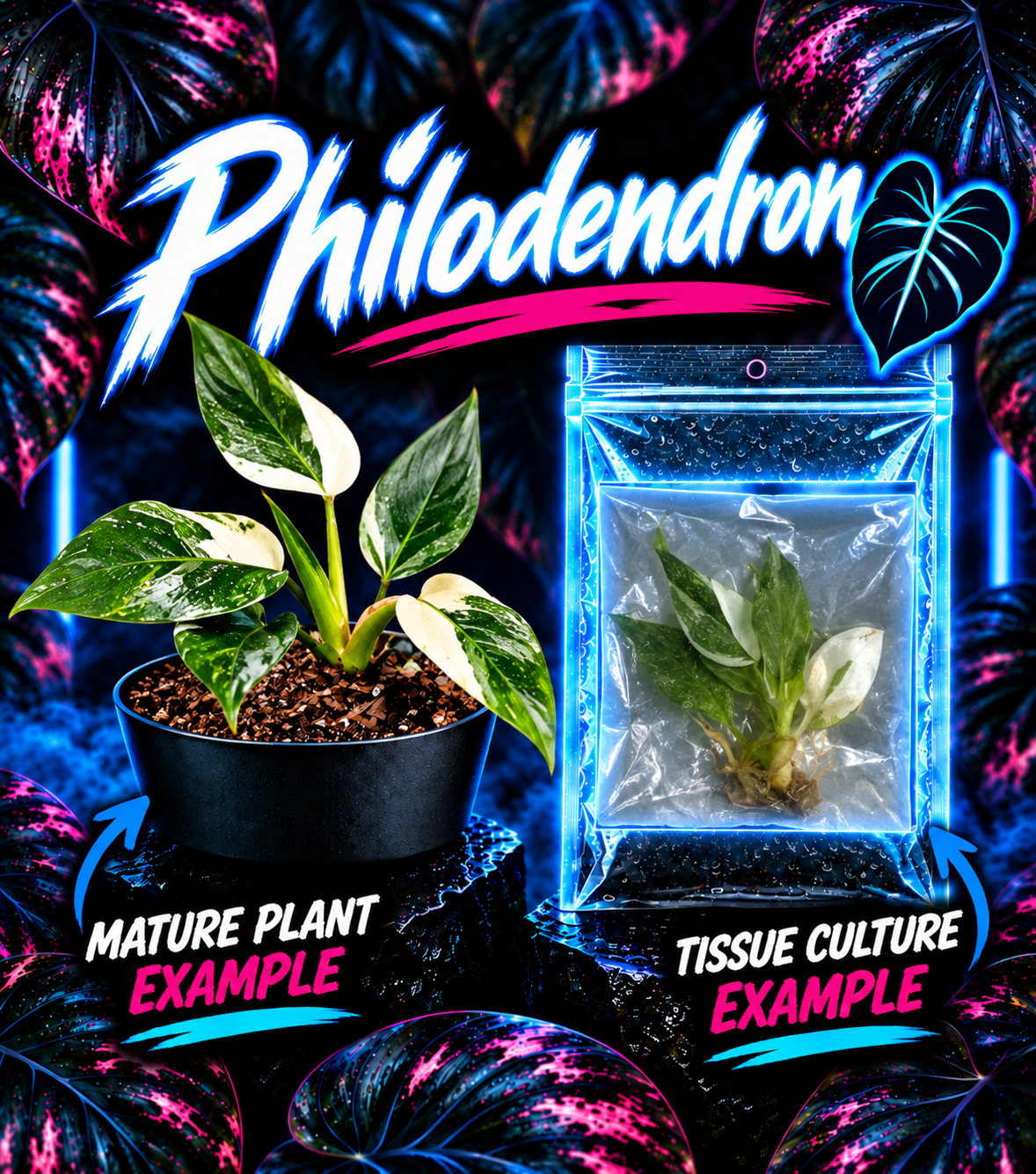 Healthy Philodendron White Wizard tissue culture plant by PlantNasty, showing lush green leaves with white variegation in a clear container.