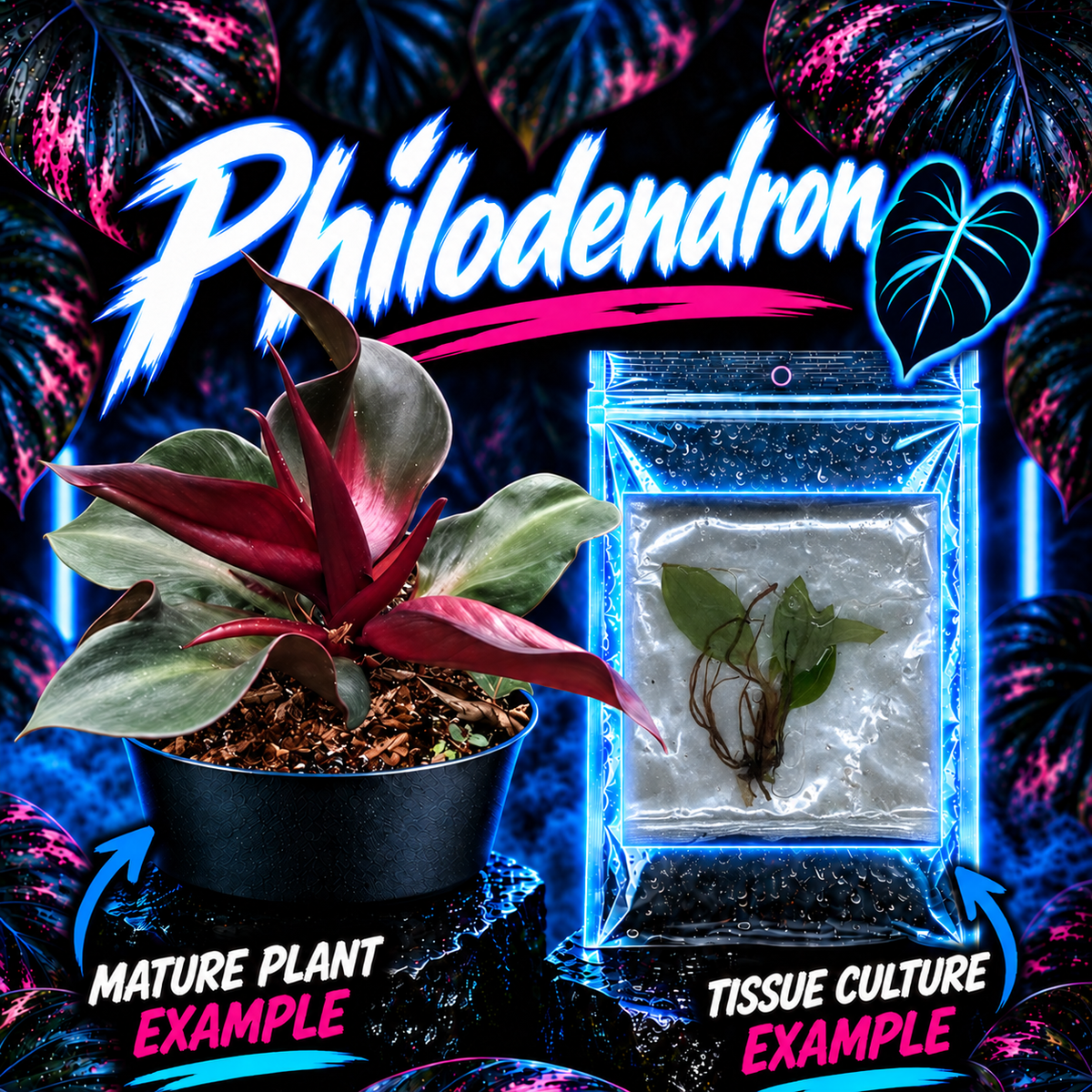 Philodendron Red Heart tissue culture plant by PlantNasty, showing vibrant red heart-shaped leaves in a clear container.