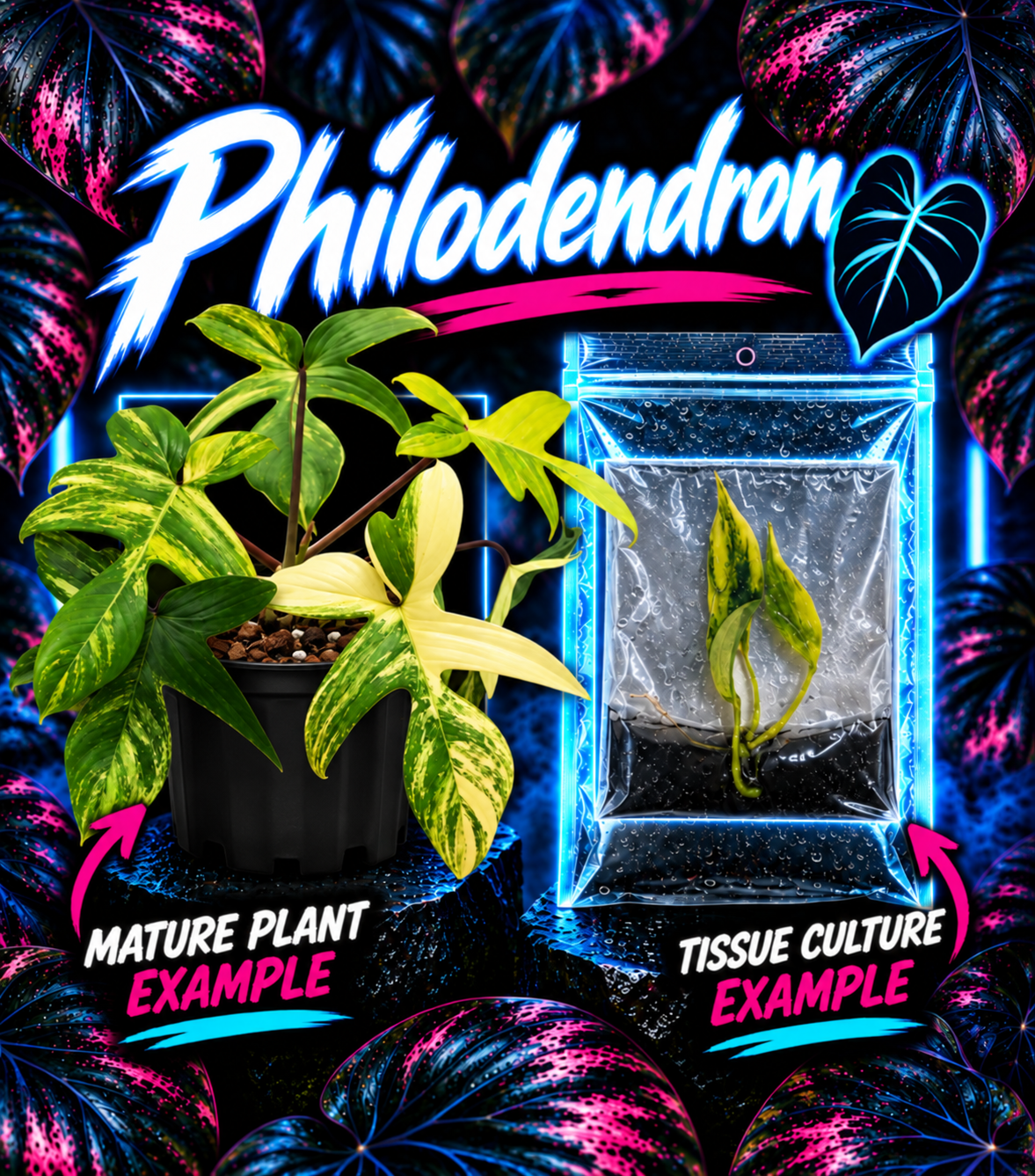 Healthy Philodendron 'Florida Beauty' tissue culture plant from PlantNasty, showcasing vibrant green leaves and compact growth.