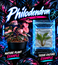Pink Princess Philodendron tissue culture plant by PlantNasty, showing vibrant pink and green foliage in a clear container.