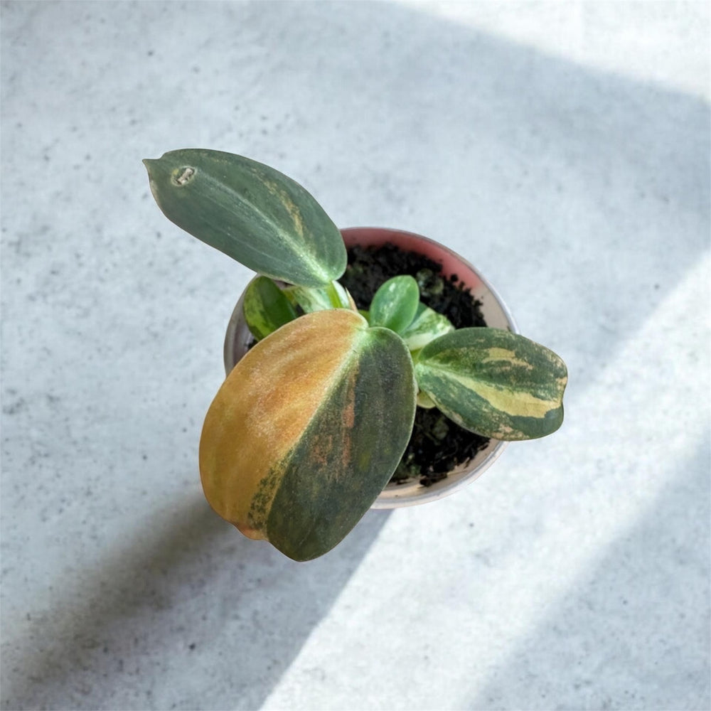Philodendron Melanochrysum Orange Variegated