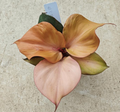 Red Heart Philodendron tissue culture plant by PlantNasty, featuring vibrant red heart-shaped leaves in a clear container.