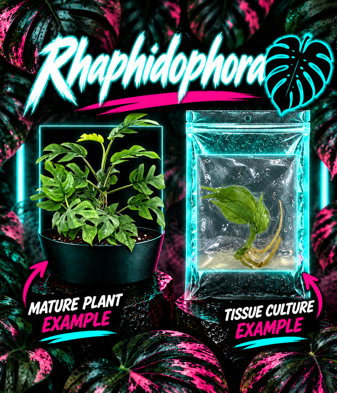 Rhaphidophora tetrasperma mint variegated tissue culture plant in clear container, healthy and vibrant, from PlantNasty.