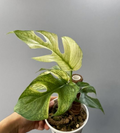 Rhaphidophora Tetrasperma variegated tissue culture plant by PlantNasty, showing healthy roots and vibrant variegated leaves.