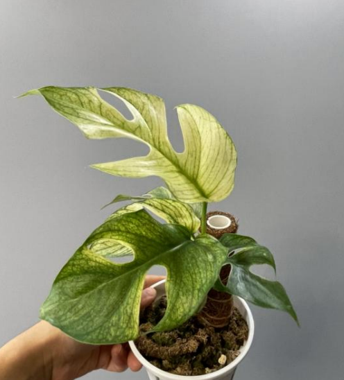 Rhaphidophora Tetrasperma variegated tissue culture plant by PlantNasty, showing healthy roots and vibrant variegated leaves.