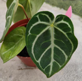 Anthurium Regale Hybrid tissue culture plant in a clear container, showcasing healthy green leaves and root growth.