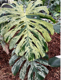 Healthy Monstera Deliciosa 'Bulbasaur' tissue culture plant by PlantNasty with lush green leaves and new growth.