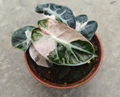 Alocasia Pink Heart Balloon tissue culture plant from PlantNasty, showing vibrant pink heart-shaped leaves in a clear container.