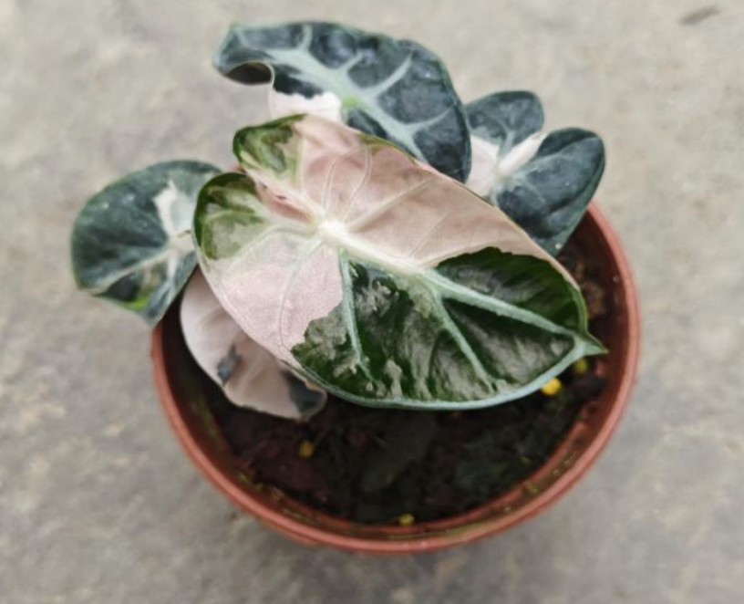 Alocasia Pink Heart Balloon tissue culture plant from PlantNasty, showing vibrant pink heart-shaped leaves in a clear container.