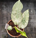 Alocasia Pink Dragon Mint tissue culture plant by PlantNasty, with vibrant pink and green leaves in a clear container.
