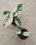 Alocasia Sinuata Albo Var tissue culture plant by PlantNasty, showing healthy leaf development in a clear container.