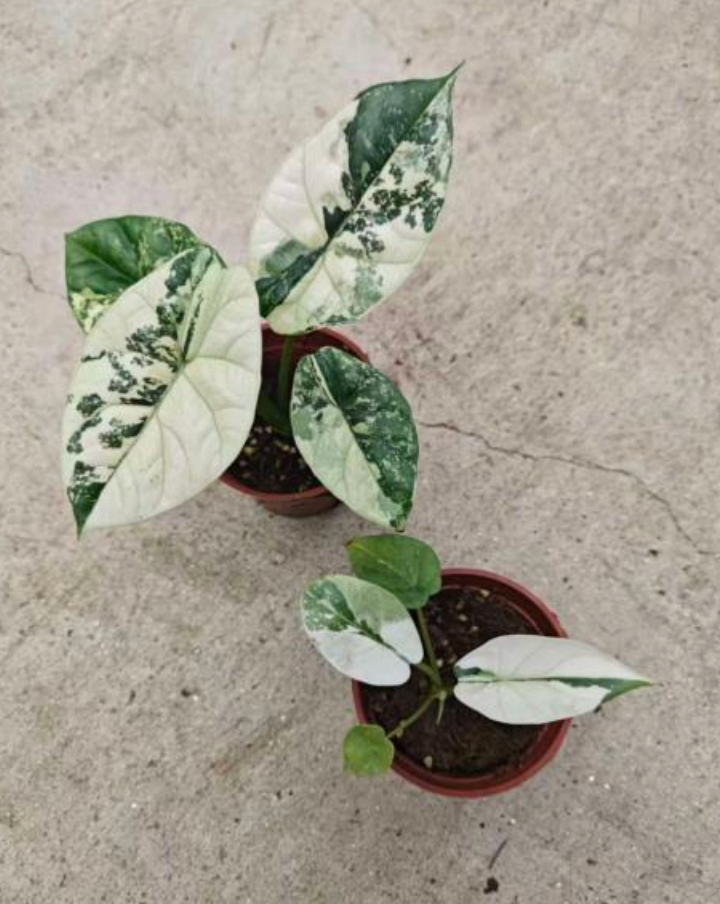 Alocasia Sinuata Albo Var tissue culture plant by PlantNasty, showing healthy leaf development in a clear container.